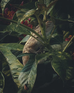 Close-up of snake on plant