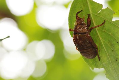 Close-up of insect on leaf