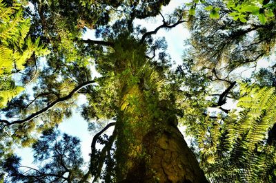 Low angle view of tree