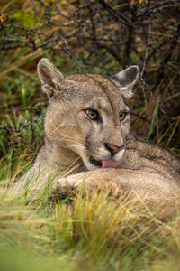 Close-up of lioness