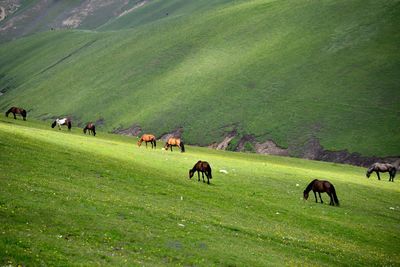 Qiongkushtai in xinjiang is a small kazakh village with a vast grassland, horses, and sheep.