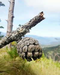 Close-up of mushrooms growing on tree against sky