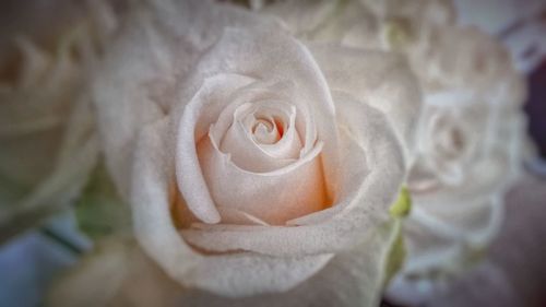 Close-up of white rose