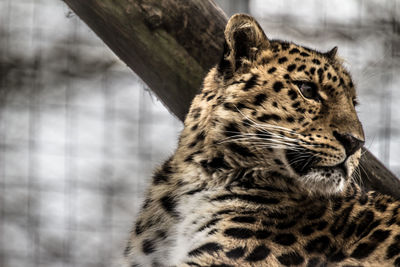 Close-up of cat in zoo