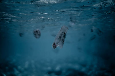 High angle view of fishes swimming in sea