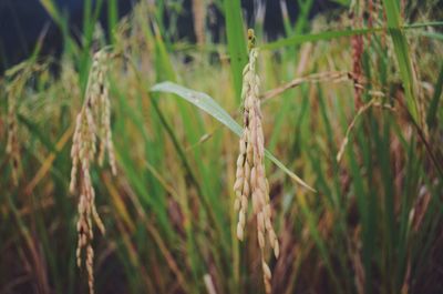 Close-up of plant growing on field