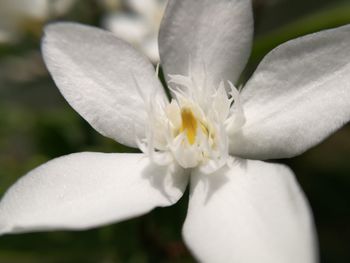 Close-up of white flower blooming outdoors