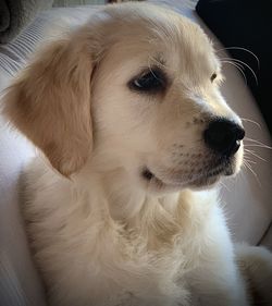 Close-up of dog looking away