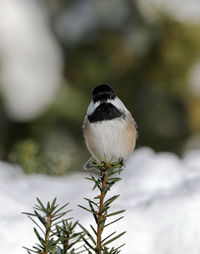 Close-up of bird perching on branch