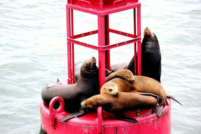 View of sea lions on built structure