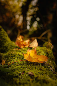 Close-up of yellow maple leaf on land