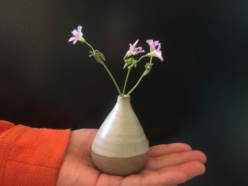 Close-up of tulip in vase