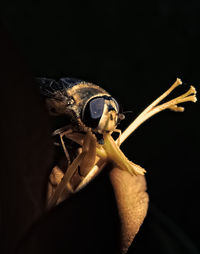 Close-up of butterfly