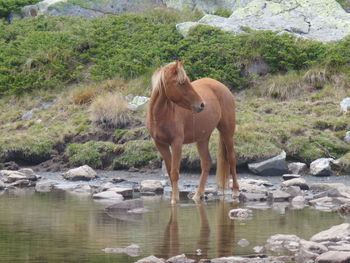 Horse standing on field