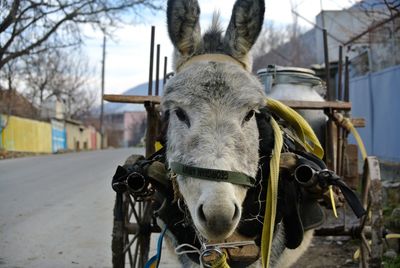 Donkey varying things in the street