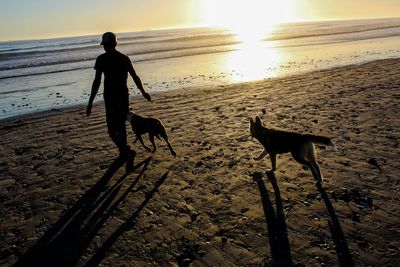 Dog on beach at sunset