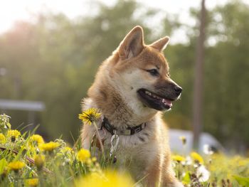 Close-up of dog