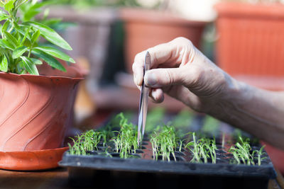 Cropped hand planting in garden