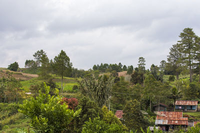 Plants growing on land against sky