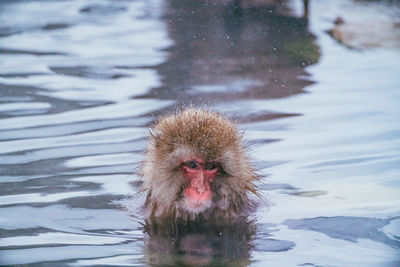 Close-up of a bird