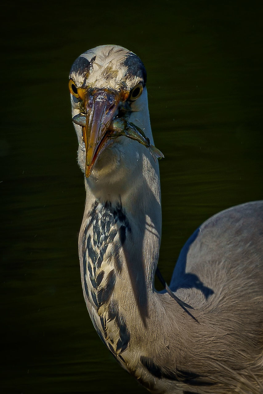 animal themes, animal, bird, animal wildlife, one animal, wildlife, beak, animal body part, no people, nature, close-up, water, wing, blue, animal head, outdoors