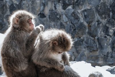 Monkey looking away on snow