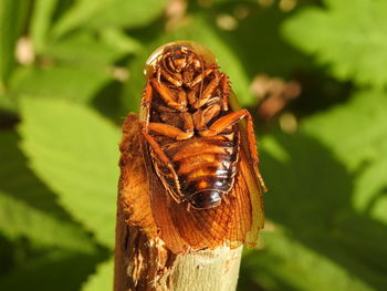 Close-up of insect on leaf