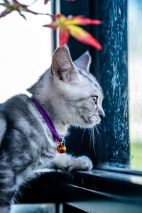 Close-up of a cat looking away