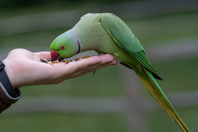 Close-up of hand holding bird eating