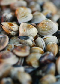 Full frame shot of clams