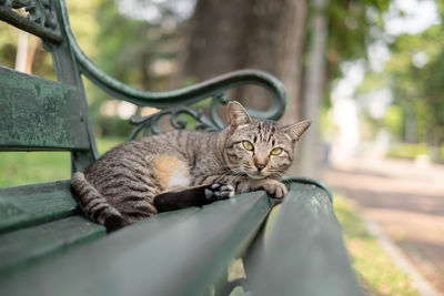 Cat sitting on a tree