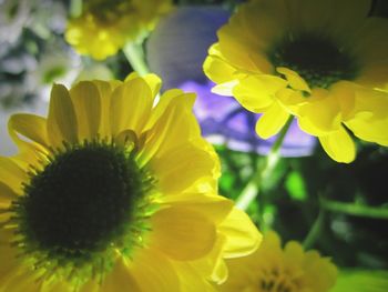 Close-up of yellow flower blooming outdoors