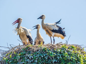 Low angle view of bird perching against clear sky