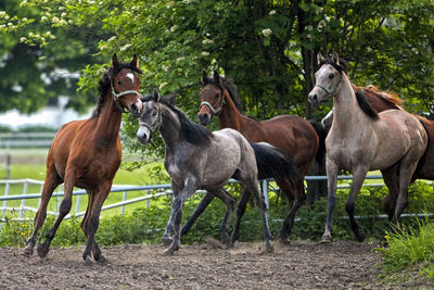 Horses standing by trees