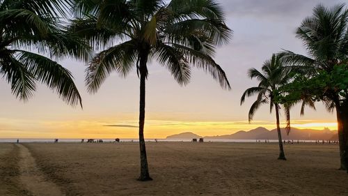 Scenic view of palm trees at beach during sunset