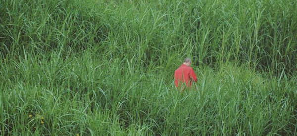 Plants growing on grassy field