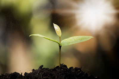 Close-up of plant growing outdoors