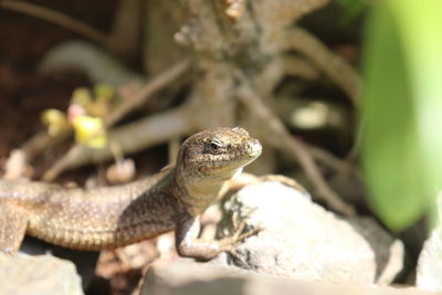 Close-up of lizard