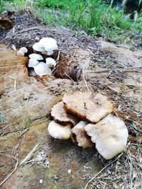 High angle view of mushrooms growing on field