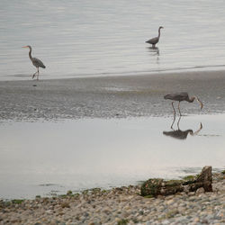 High angle view of gray heron on beach
