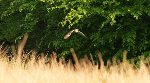 Bird flying in forest