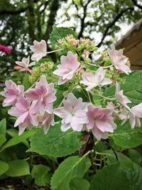 Close-up of pink flowers