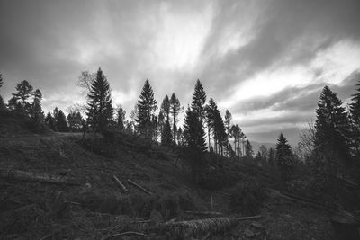 Panoramic view of trees on field against sky