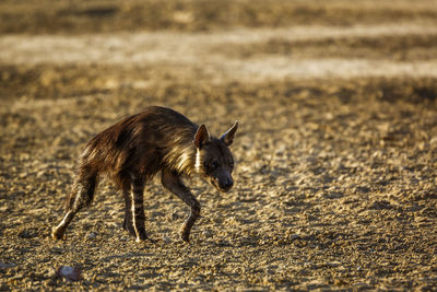 Brown hyena