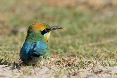 Close-up of bird perching on field