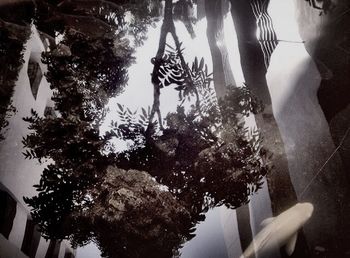 tree