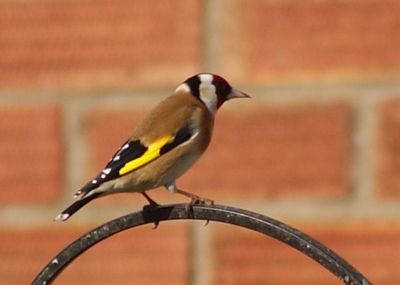 Close-up of bird perching on wall