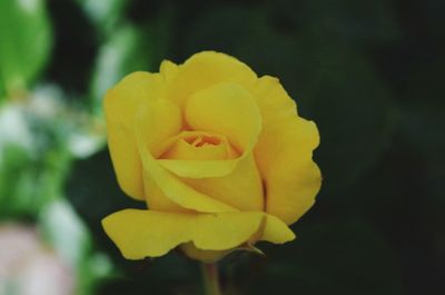 Close-up of yellow rose