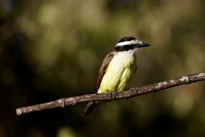 Close-up of bird perching on branch