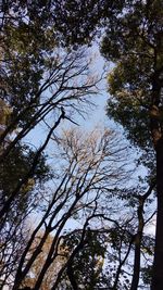 Low angle view of trees against sky